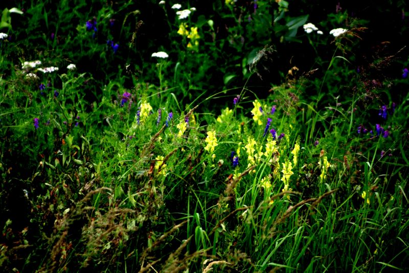 070404 Hope Hatcher Montana Creek (10077)